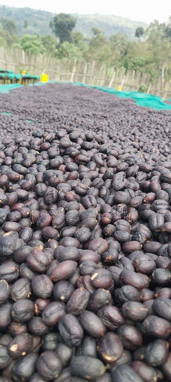 Guji Hambela Wamena G1