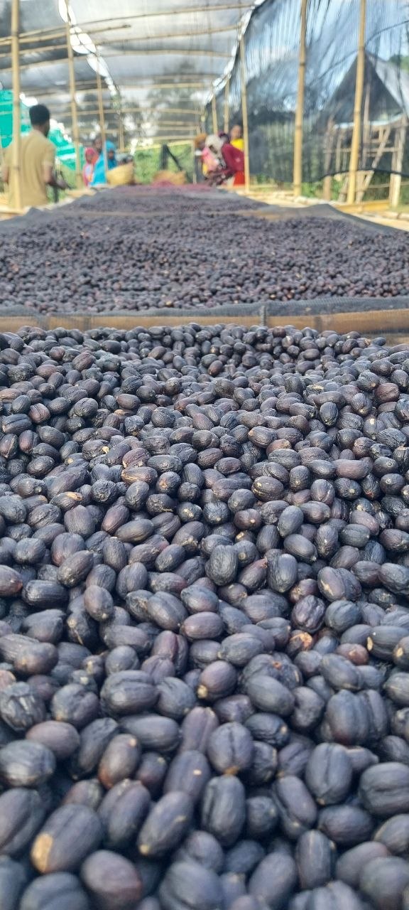 Slow Micro-climate Drying