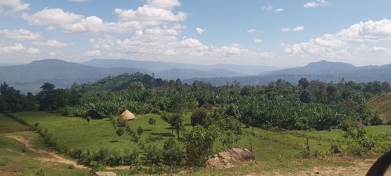 Traditional Ethiopian highland tukul and coffee agroforestry landscape