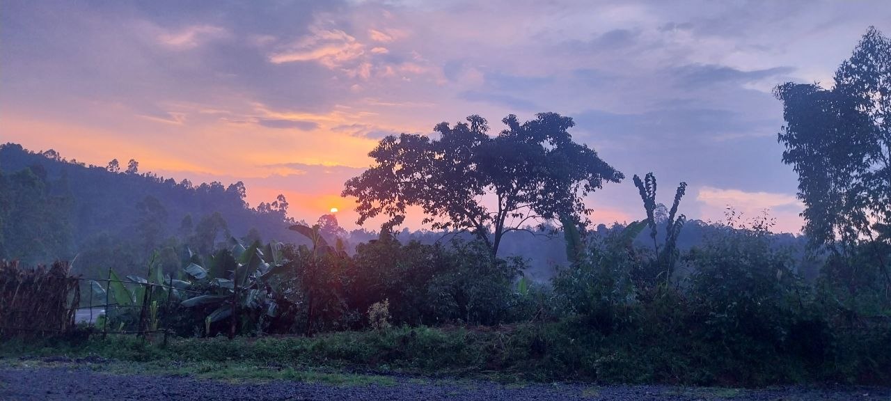 Golden sunset over ancient Ethiopian wild coffee canopy