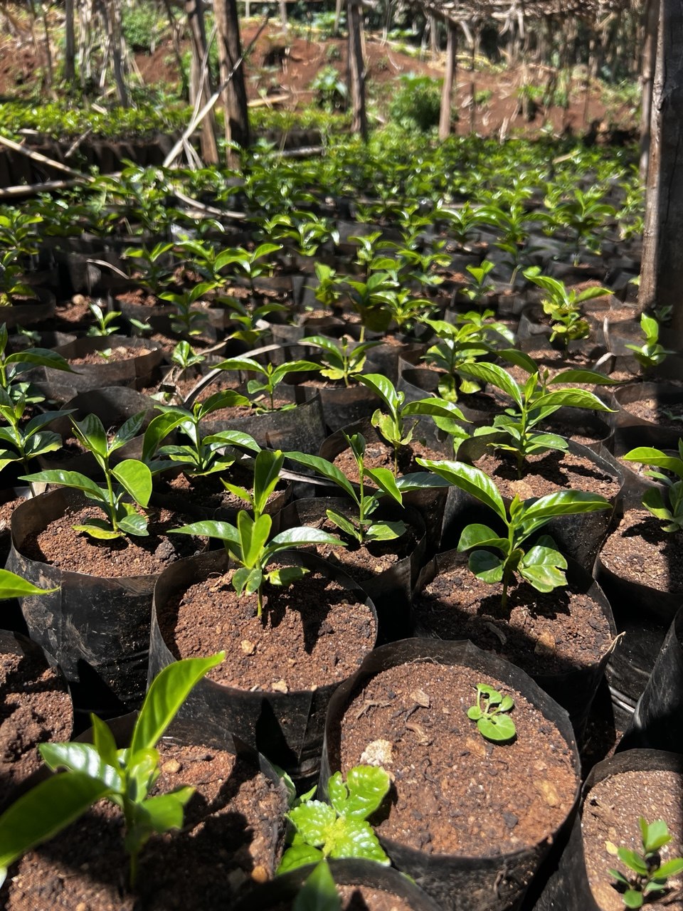 Vibrant heirloom Arabica coffee seedlings in nursery beds under highland agroforestry canopy